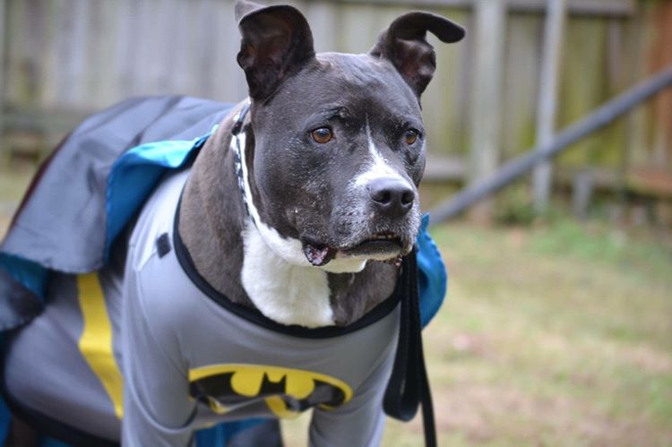 image of a pitbull dog wearing a batman costume. Attorney April Harris Jackson jokes about leaving everything to her dogs in her will. So, how do you disinherit someone in a will?