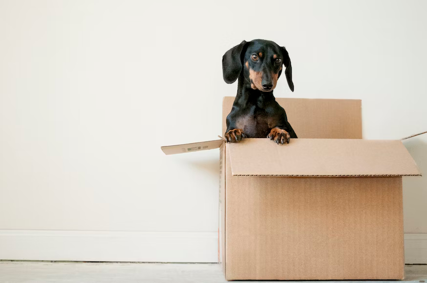 Don't expect your dog to help you move before you're unable to: tap into Tennessee's vast resources to help older people.
