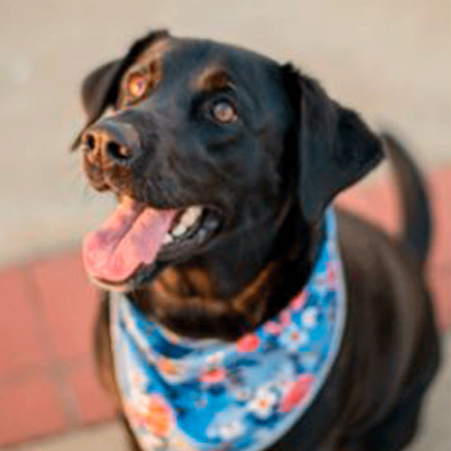 April-the-Dog-Optimized